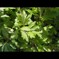 Anemone sylvestris (fam Renonculacees) (Europe, Asie occidentale) (3)